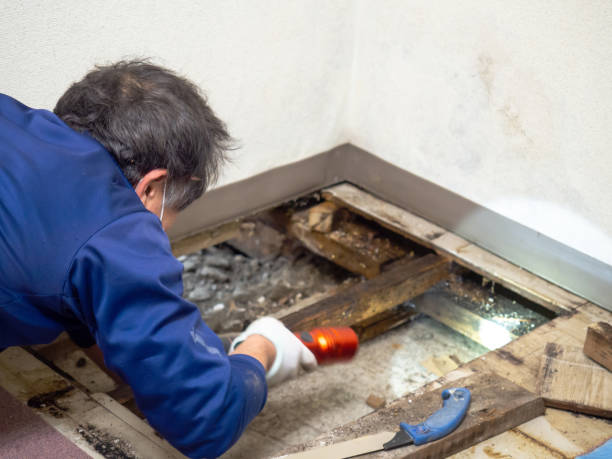 Best Insurance-Related Mold Remediation in Waterloo, NE