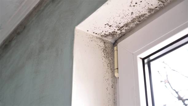 Best Basement Mold Remediation in Waterloo, NE