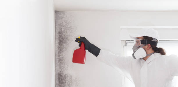 Best Mold Remediation for Specific Building Types in Waterloo, NE