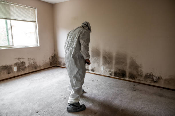 Best Attic Mold Remediation in Waterloo, NE